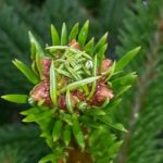 Knospen am Terminaltrieb eines Sauerländer Weihnachtsbaums